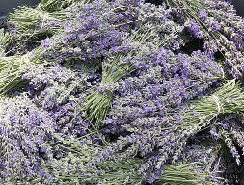 Bunches of lavender fresh from the field