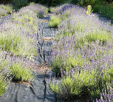 rows of lavender in bloom