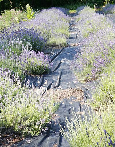 lavender field blooming