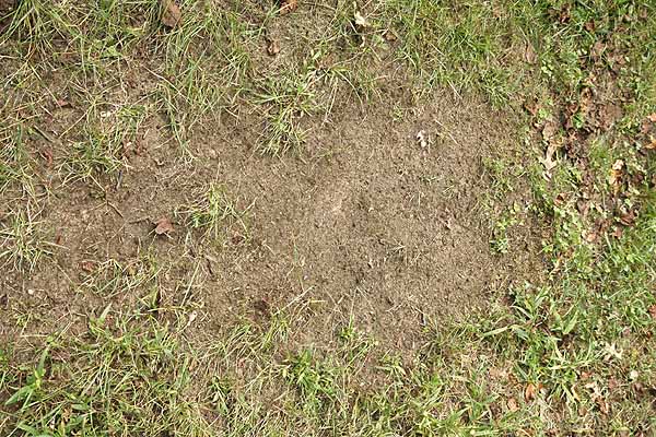 lawn patch, remove all unwanted material and weeds.