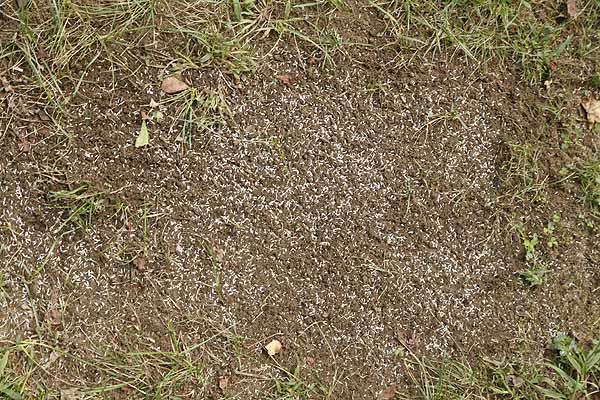 lawn fixing scatter seed