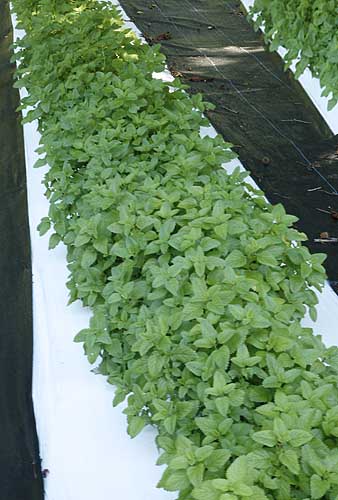 Lemon balm plants