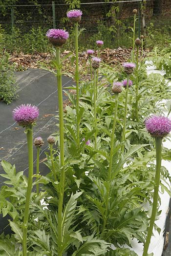 Maral root plants flowering