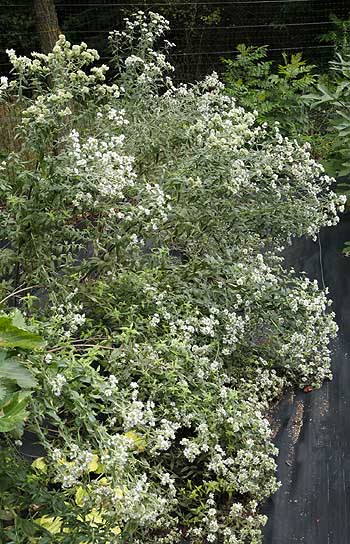 Cascade of flowering mountain mint plants (Pycnanthemum virginianum ) in our field.