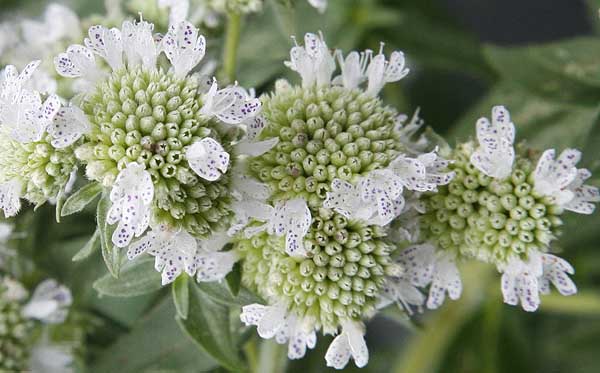 Close up Mountain Mint flowers (Pycnanthemum virginianum )