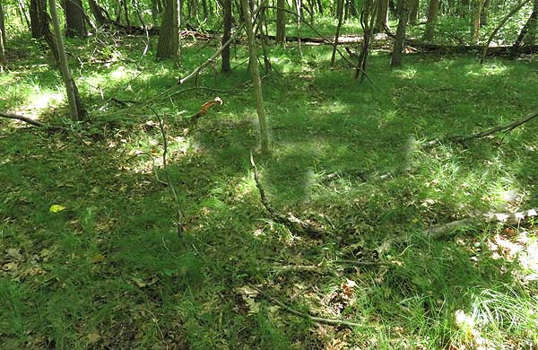 Native grass woodland, what it should look like.