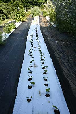 newly planted seedlings