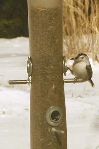 Nuthatch on sunflower feeder in our garden