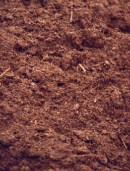 peat moss