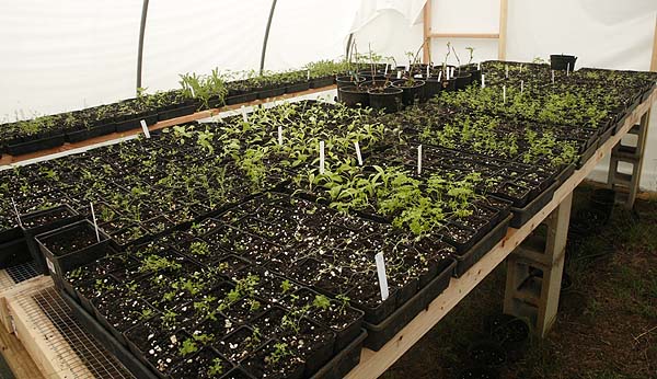 Trays of recently transplanted seedlings in our new potting house