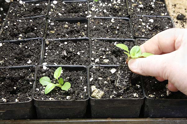 placing plant plug in prepared hole in larger pot