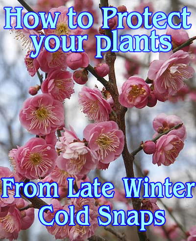 How to Protect your plant from late winter cold snaps.