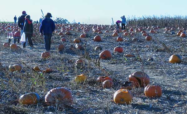 Pumpkin field, pick one and get the crew to splat it.
