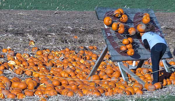 Pumpkins thrown at nail board, see if you can make it stick.