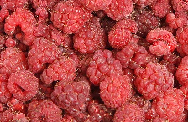 Fresh picked raspberries