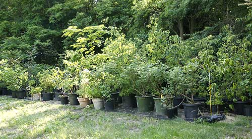 line of potted trees and shrubs