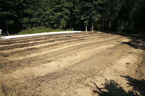 Row preparation. The far row already has white mulch applied. The next rows have their drip tape and all have been rototilled.