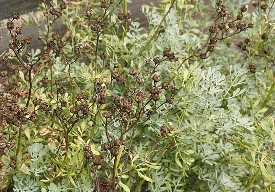 Seeding rue Ruta graveolens plant. 