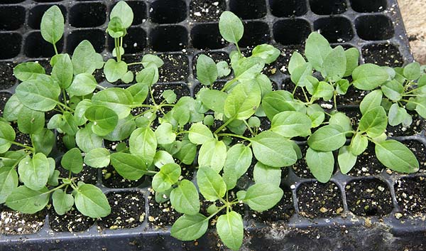 tray of plug plants ready for potting on