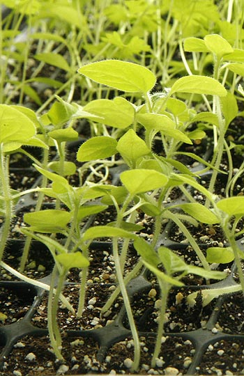 Cape Gooseberry seedlings