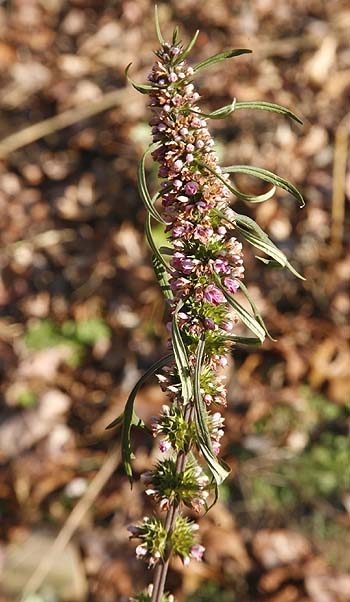 Siberian Motherwort flowers in December