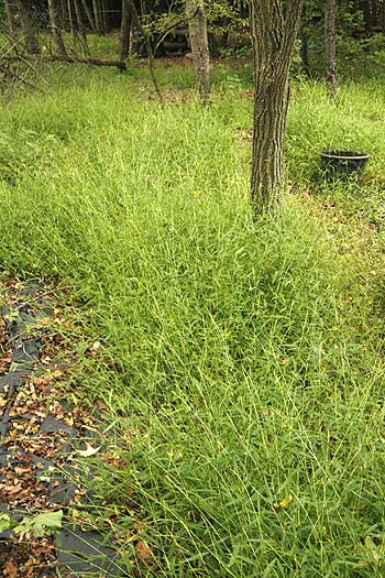 Stiltgrass is semi shaded woodland area.