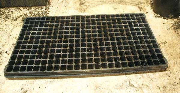 Small cell plug tray. This tray has 288 cells. Used for small to small-medium seeds.