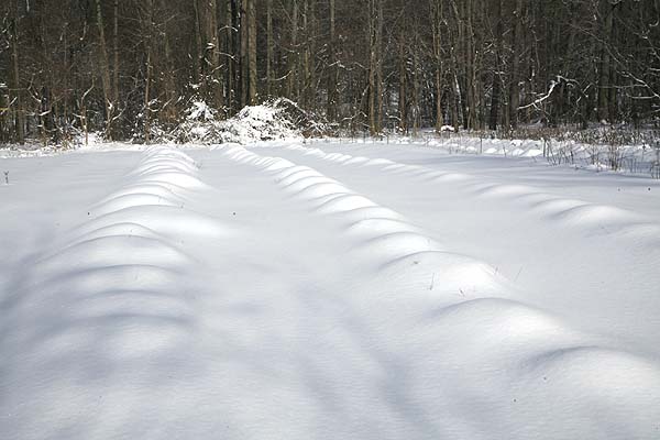 Plants covered by snow in our field