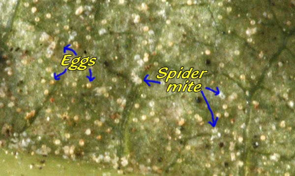 Masses of Spider mites and eggs of kiwi vine leaf