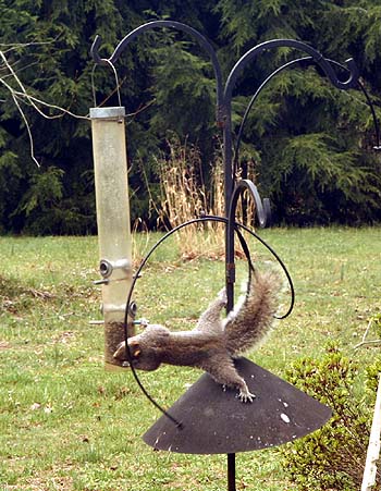 Squirrel on our hanging bird feeder.  He leapt from a nearby building (fell a lot before he got it right), to the top of the pole, then slid down to get to the food.