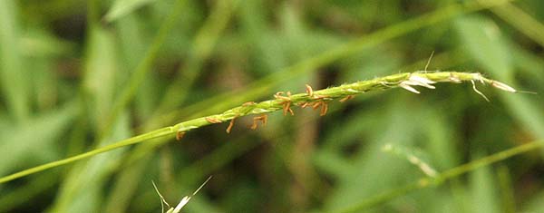 Stiltgrass flower