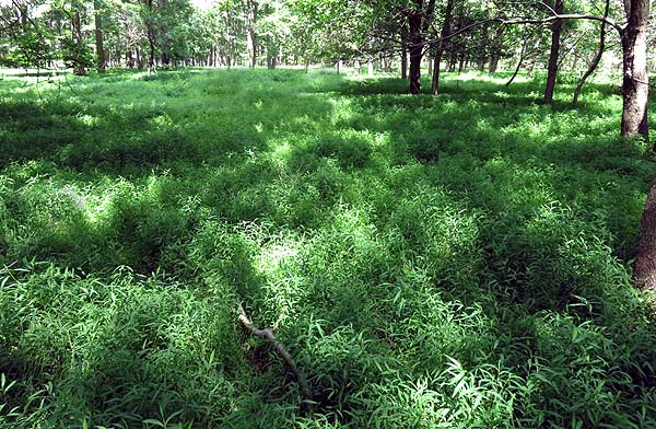 Japanese Stiltgrass has totally taken over this woodland.