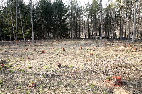 Cleared area with tree stumps marked all 117 of them.