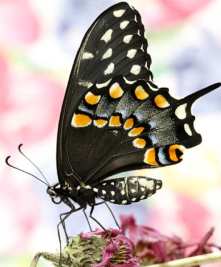 swallowtail butterfly