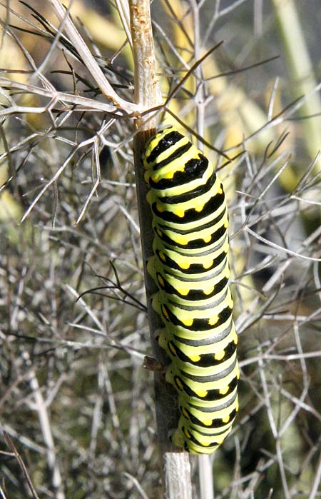 swallowtail butterfly caterpillar