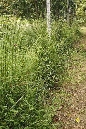 In ideal locations Japanese Stiltgrass can reach four feet in height.