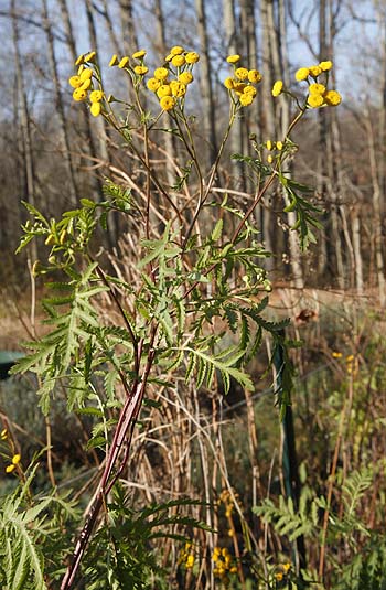 Tansy flowering in December