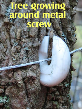 Tree growing around metal screw