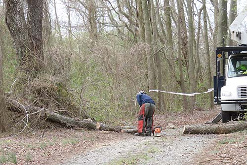 removing tree from driveway