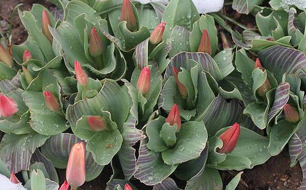 Tulips browsed by deer. Regrowing and still producing flowers. Photo. Whitney Cranshaw, Colorado State University, Bugwood.org