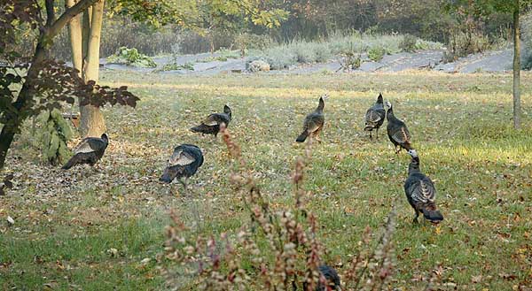 Group of turkeys.