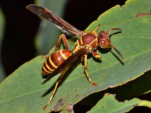 Paper wasp has a nasty sting and can sting repeatedly.