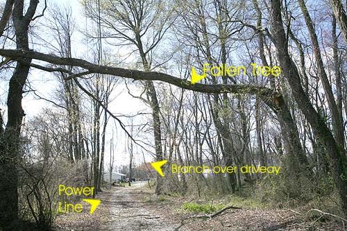 wind snapped tree