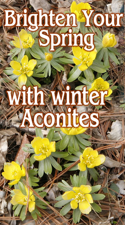 winter_aconites_words2