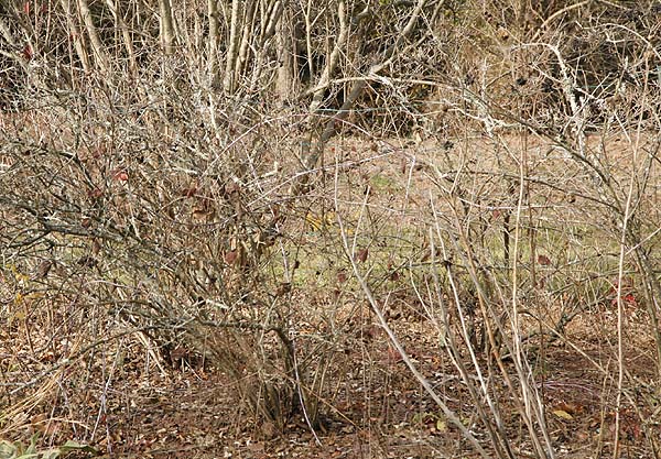 decidious shrubs in winter