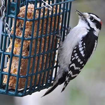 Downy woodpecker on suet feeder
