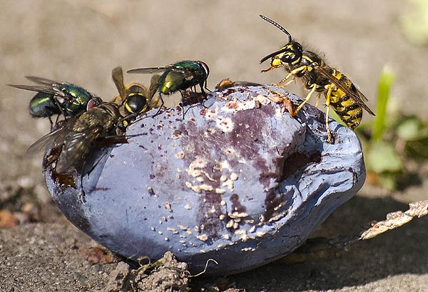 Yellowjackets/hornets and flies on fermenting plum.