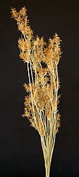 /graphics/Dried_flowers/Cyperus_main.jpg