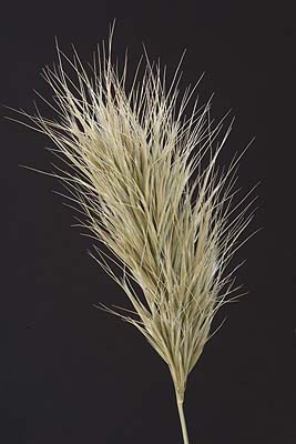 bromus rubens