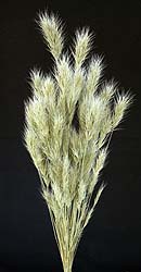 /graphics/Dried_flowers/bromus_main.jpg